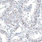 Immunohistochemical staining of human testis shows moderate to strong nuclear positivity in cells in seminiferous ducts.