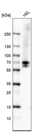 Western blot analysis in human cell line HEL.