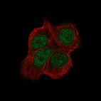 Immunofluorescence staining of MCF7 cells using the Anti-CHEK2 monoclonal antibody, showing specific staining in the nucleus in green. Microtubule- and nuclear probes are visualized in red and blue, respectively (where available).