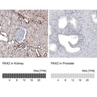 Anti-PAX2 Antibody