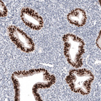 Immunohistochemical staining of human endometrium shows strong nuclear positivity in glandular cells.