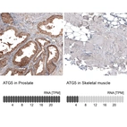 Anti-ATG5 Antibody