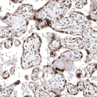 Immunohistochemical staining of human placenta shows moderate to strong nuclear positivity in trophoblastic cells.