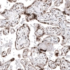 Immunohistochemical staining of human placenta shows moderate to strong nuclear positivity in trophoblastic cells.