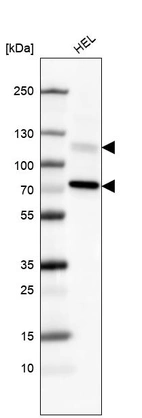Western blot analysis in human cell line HEL.