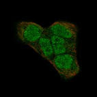 Immunofluorescence staining of A-431 cells using the Anti-PIK3CB monoclonal antibody, showing specific staining in the nucleoplasm and cytosol in green. Microtubule- and nuclear probes are visualized in red and blue, respectively (where available).