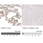 Anti-PIEZO1 Antibody