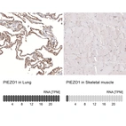 Anti-PIEZO1 Antibody