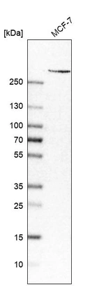 Western blot analysis in human cell line MCF-7.