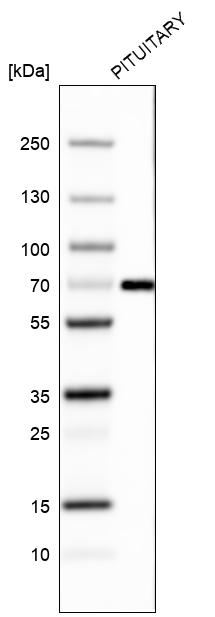 Anti-ZNF10 Antibody