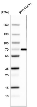 Anti-ZNF10 Antibody