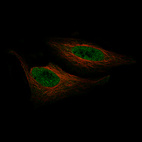 Immunofluorescence staining of HeLa cells using the Anti-ZNF10 monoclonal antibody, showing specific staining in the nucleoplasm in green. Microtubule- and nuclear probes are visualized in red and blue, respectively (where available).