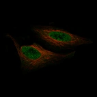 Immunofluorescence staining of HeLa cells using the Anti-ZNF10 monoclonal antibody, showing specific staining in the nucleoplasm in green. Microtubule- and nuclear probes are visualized in red and blue, respectively (where available).