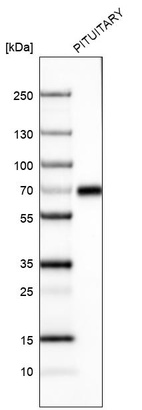 Anti-ZNF10 Antibody