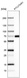 Anti-ZNF10 Antibody