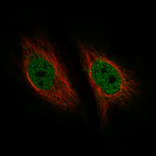 Immunofluorescence staining of HeLa cells using the Anti-ZNF10 monoclonal antibody, showing specific staining in the nucleoplasm in green. Microtubule- and nuclear probes are visualized in red and blue, respectively (where available).