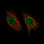 Immunofluorescence staining of HeLa cells using the Anti-ZNF10 monoclonal antibody, showing specific staining in the nucleoplasm in green. Microtubule- and nuclear probes are visualized in red and blue, respectively (where available).