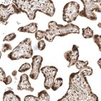 Immunohistochemical staining of human placenta shows moderate nuclear and cytoplasmic positivity in trophoblastic cells.