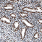 Immunohistochemical staining of human endometrium shows moderate nuclear positivity in glandular cells.