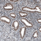 Immunohistochemical staining of human endometrium shows moderate nuclear positivity in glandular cells.