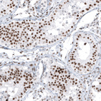 Immunohistochemical staining of human testis shows strong nuclear positivity in cells in seminiferous ducts.