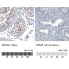 Anti-SPAG5 Antibody