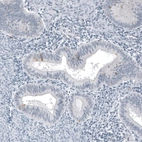 Immunohistochemical staining of human endometrium shows very weak cytoplasmic positivity in glandular cells as expected.