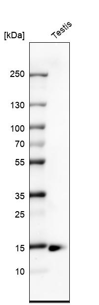 Anti-CTAG1B Antibody