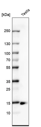 Anti-CTAG1B Antibody