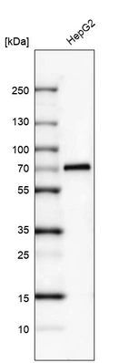 Western blot analysis in human cell line HepG2.