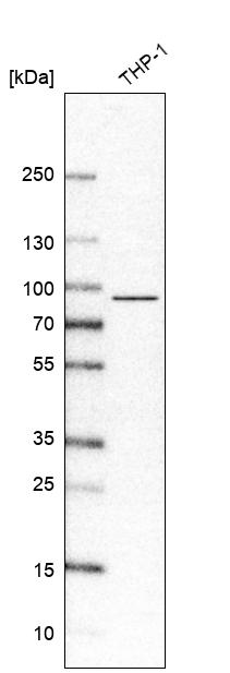 Anti-IL17RA Antibody