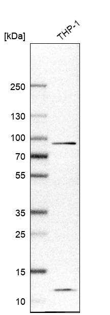 Anti-IL17RA Antibody
