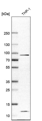 Anti-IL17RA Antibody