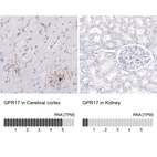 Anti-GPR17 Antibody