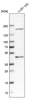 Western blot analysis in human cell line U-251 MG.