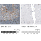 Anti-CXCL13 Antibody