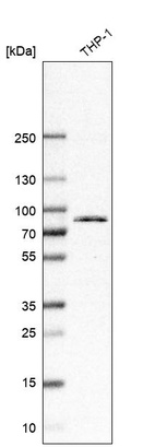 Anti-TLR2 Antibody