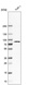 Anti-TLR2 Antibody