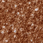 Immunohistochemical staining of human cerebral cortex shows strong positivity in myelinated neural fibers.