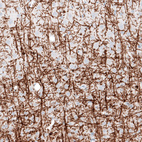 Immunohistochemical staining of rat cerebral cortex shows strong positivity in myelinated neuronal processes and in oligodendrocytes cell bodies.