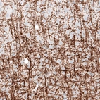 Immunohistochemical staining of rat cerebral cortex shows strong positivity in myelinated neuronal processes and in oligodendrocytes cell bodies.