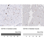 Anti-CD163 Antibody