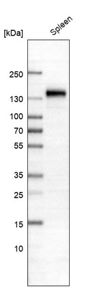 Western blot analysis in human spleen tissue.
