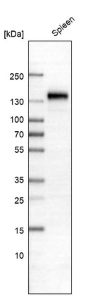 Western blot analysis in human spleen tissue.