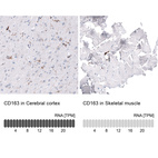 Anti-CD163 Antibody