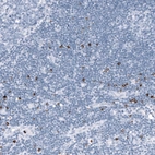 Immunohistochemical staining of human lymph node shows strong cytoplasmic positivity in a subset of non-germinal center cells.