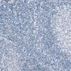 Immunohistochemical staining of human tonsil shows no positivity in non-germinal center cells as expected.