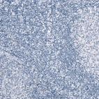 Immunohistochemical staining of human tonsil shows no positivity in non-germinal center cells as expected.
