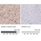 Anti-CRYAB Antibody