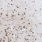 Immunohistochemical staining of rat brain shows strong cytoplasmic positivity in oligodendrocytes.
